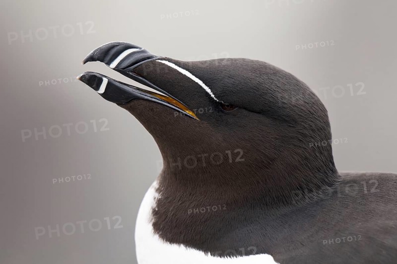 Razorbill