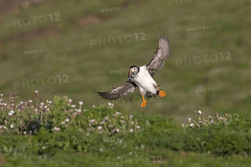 Puffin