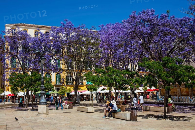 Plaza de la Merced with jacaranda trees and the birthplace of Pablo Picasso on the north-western side