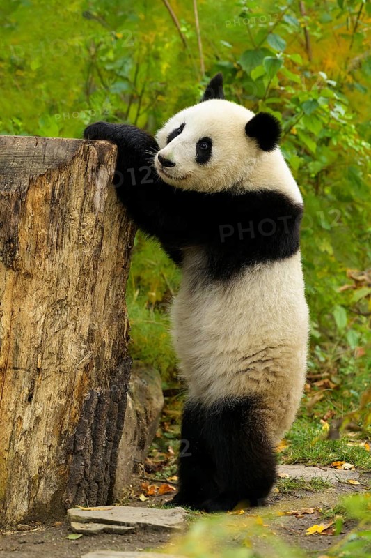 Giant Panda