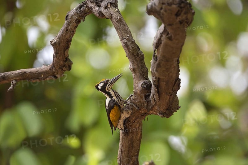 White-naped Woodpecker