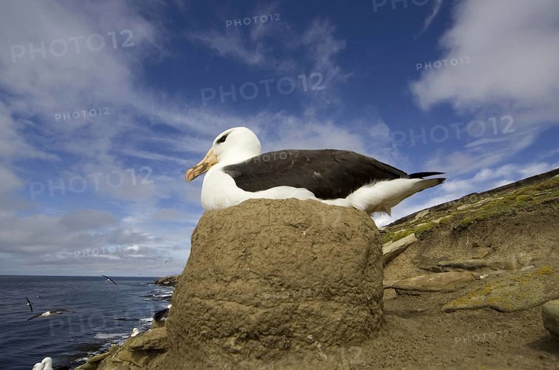 Black-browed albatross
