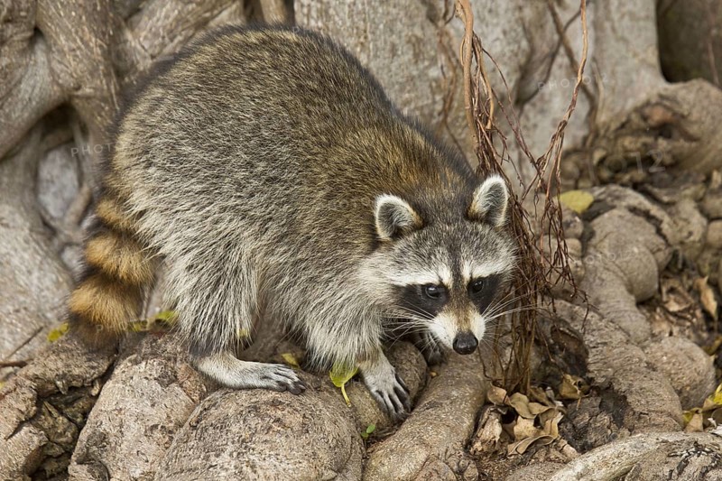 Raccoon