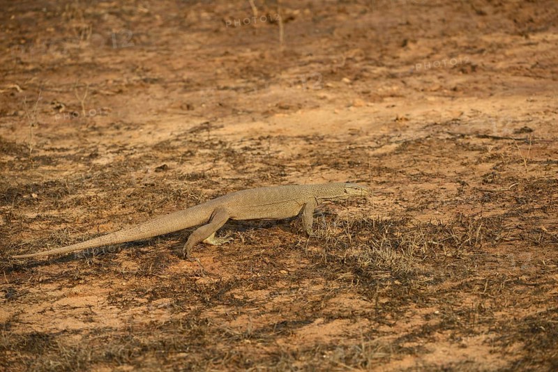 Bengal monitor