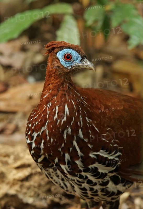 Crested fireback
