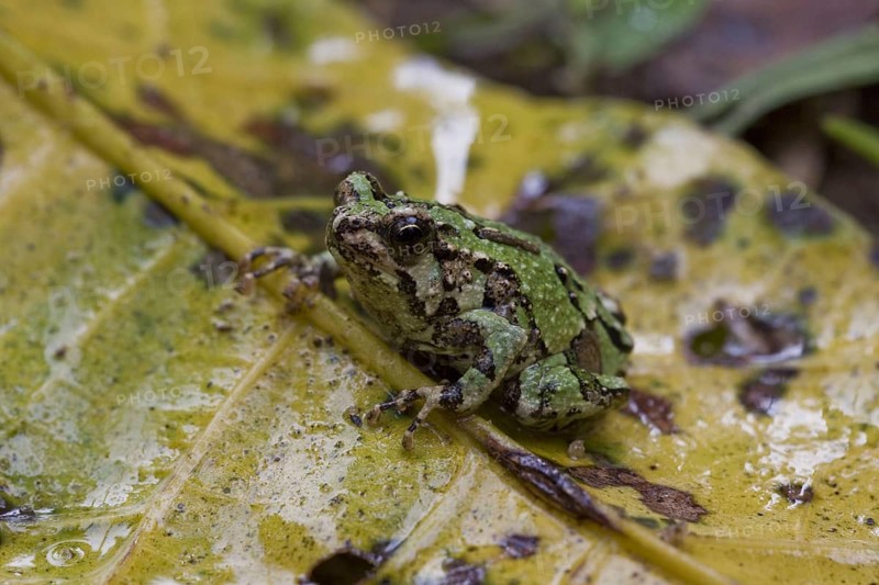 Marbled Burrowing Frog