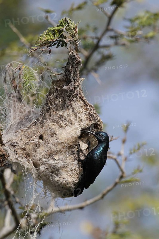 Purple Sunbird