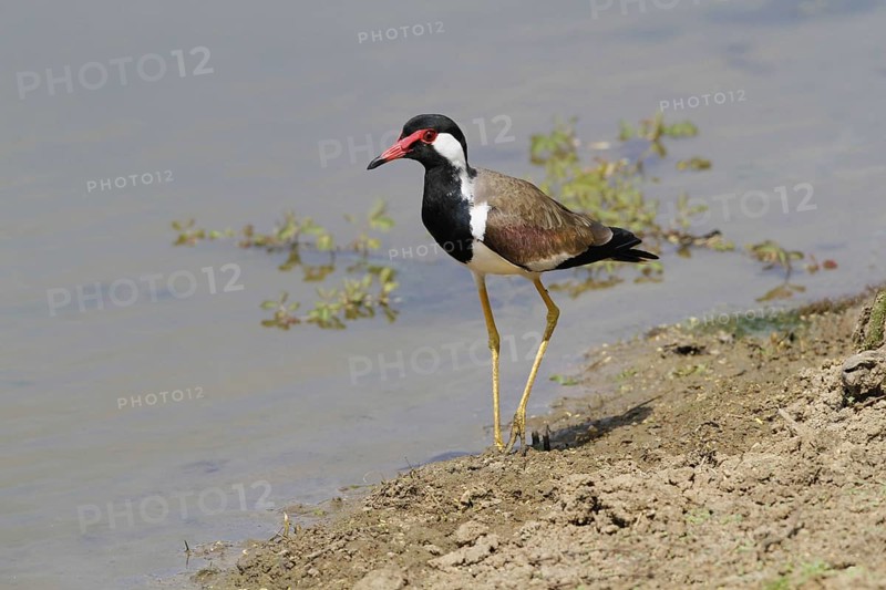 Red-wattled Lapwing