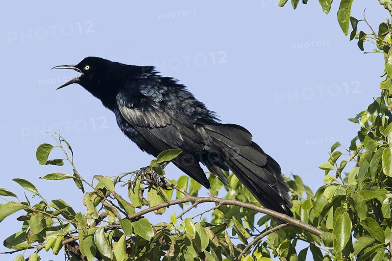 Great-tailed Grackle