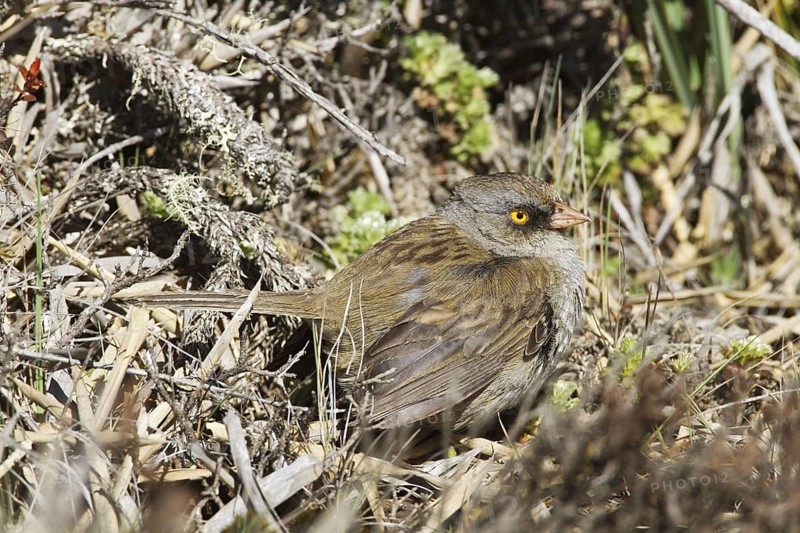 Volcano Junco