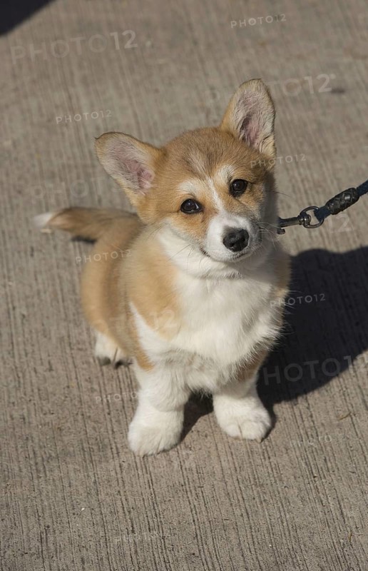 Pedigree dogs