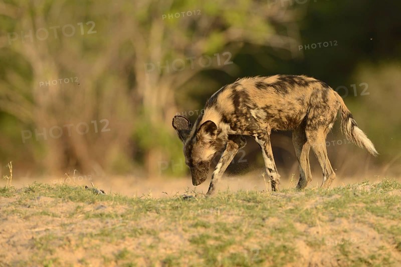 African Wild Dog