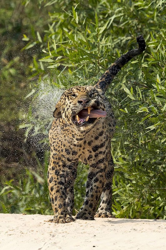 Parana jaguar