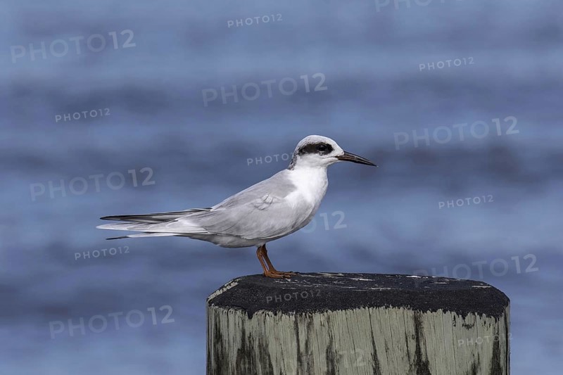 Forster's Tern
