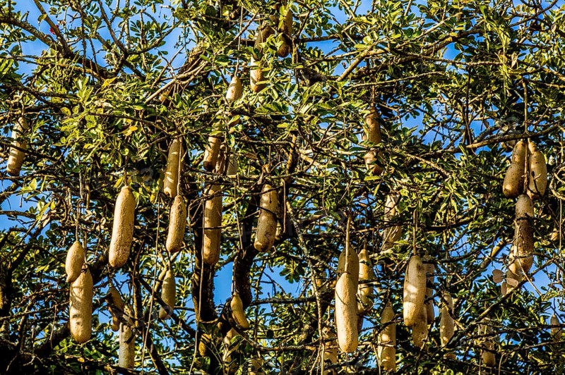 Sausage tree