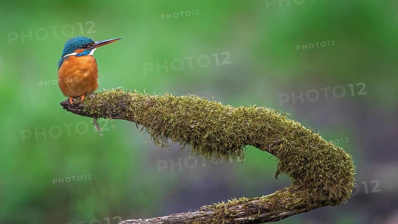 Common kingfisher