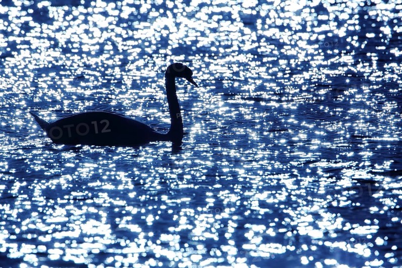 Silhouette of Mute Swan