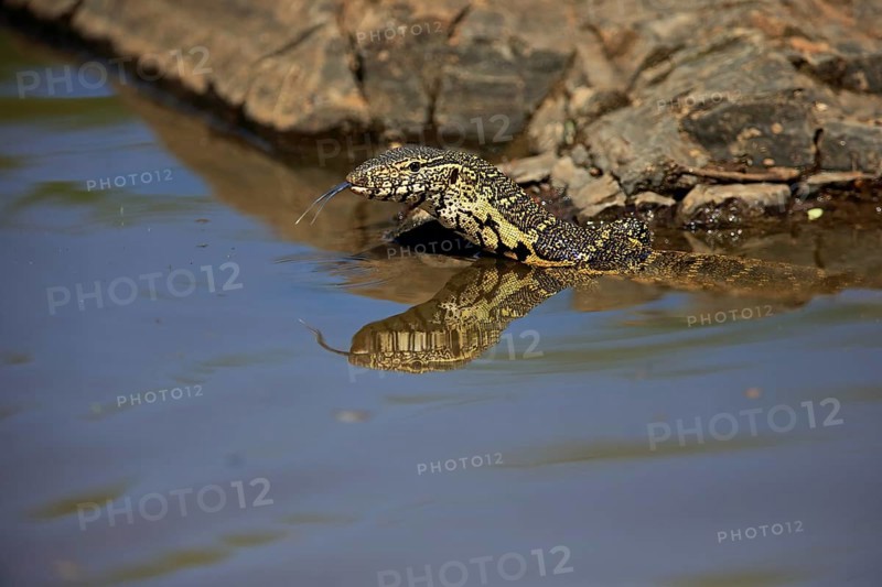 Nile monitor