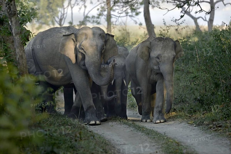 Asian indian elephant
