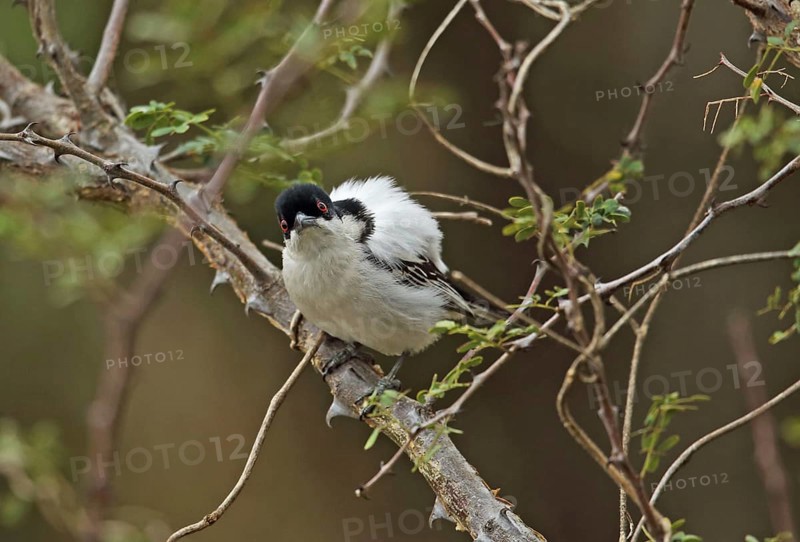 Black-shouldered Snowball Shrike