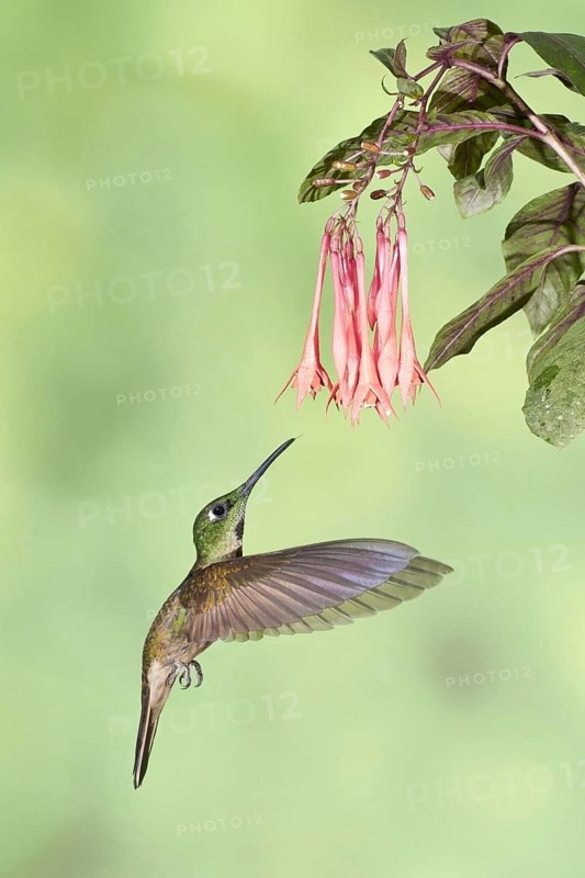 Fawn-breasted Brilliant