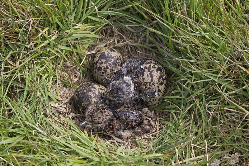 Northern Lapwing