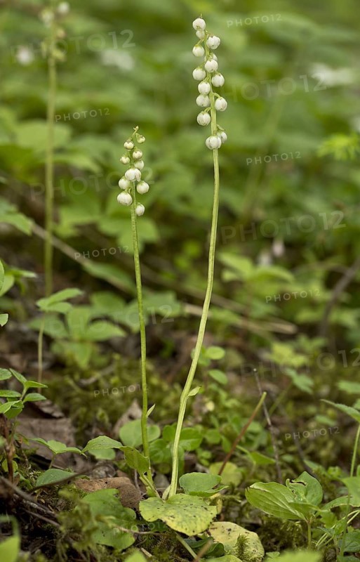 Common Wintergreen