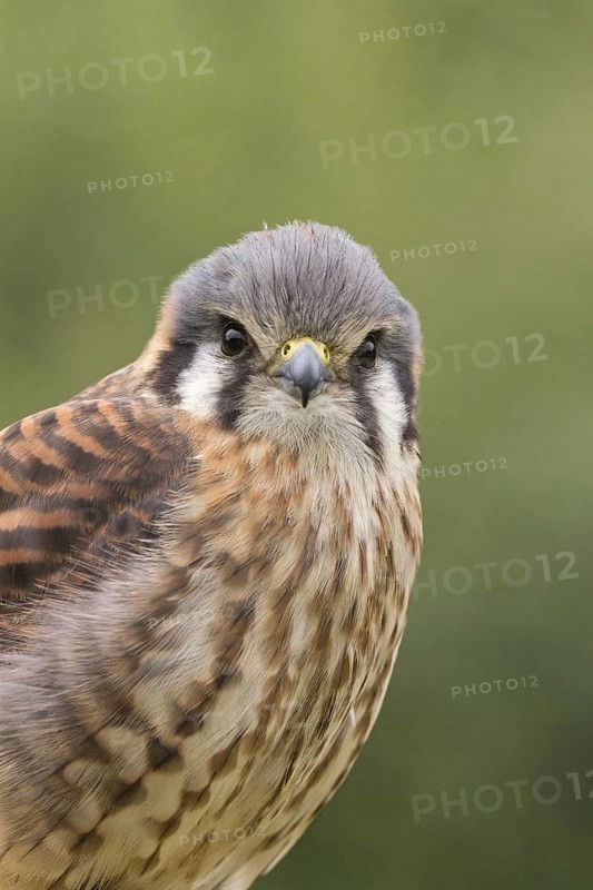 American Common Kestrel