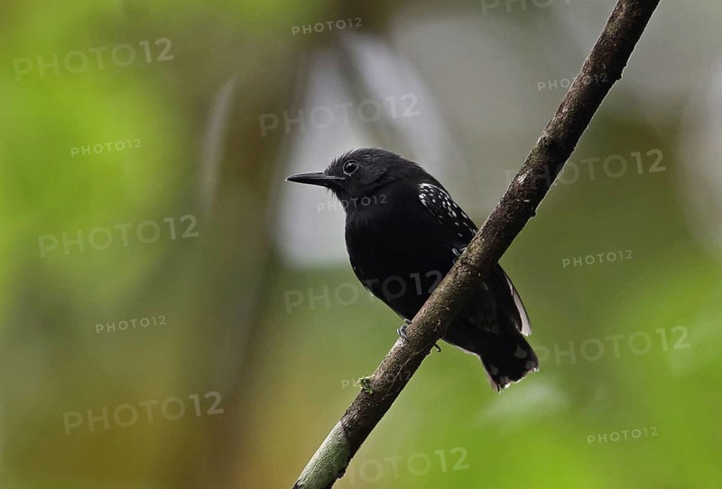 White-flanked Antwren