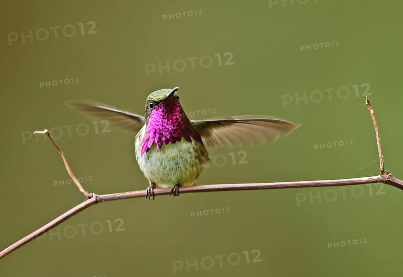 Vine-throated Hummingbird