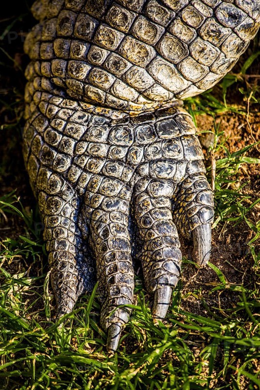 Crocodile