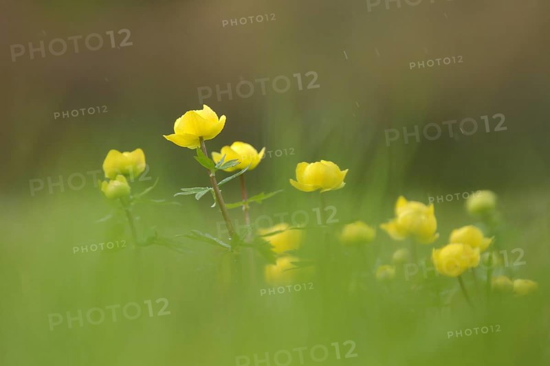 European globeflowers