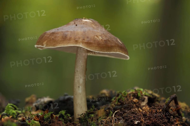 Fawn roof fungus