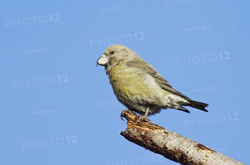 Parrot Crossbill