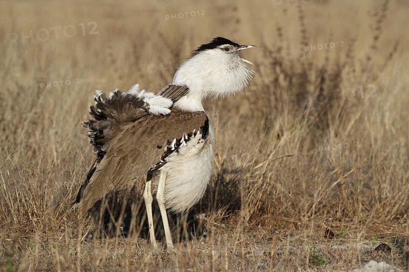 Australian australian bustard