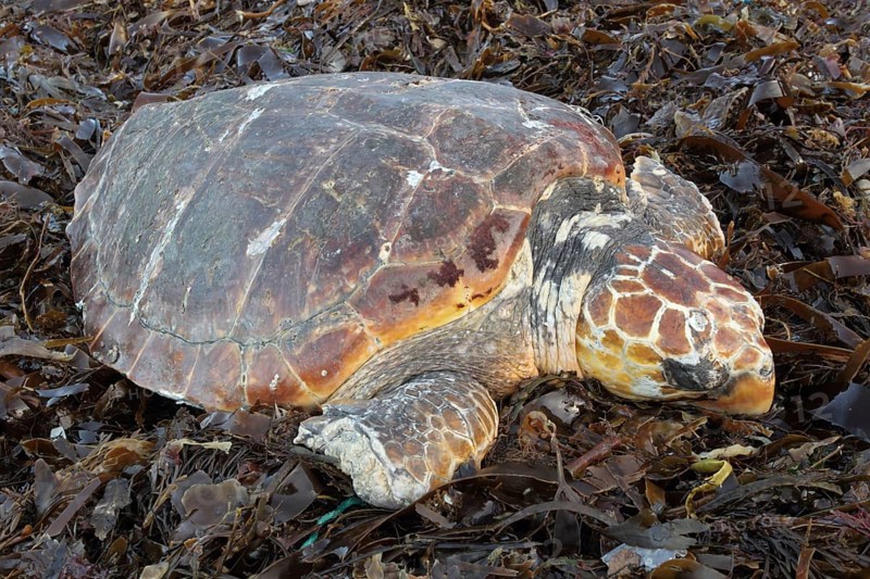Loggerhead turtle