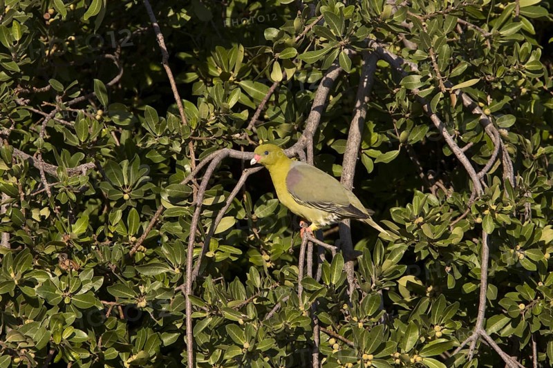 Red-nosed Green Pigeon