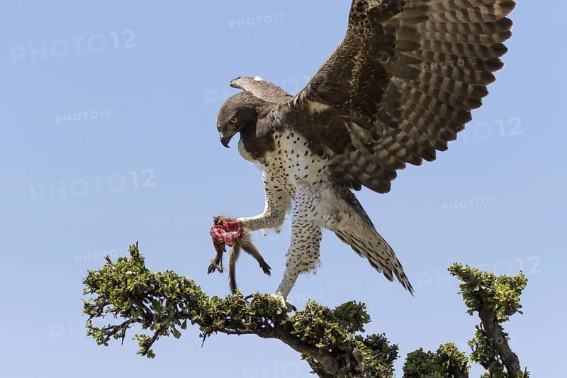 Martial eagle