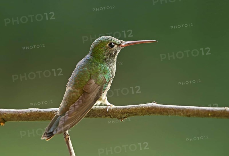 Glistening emerald