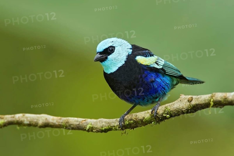 Blue-necked Tanager