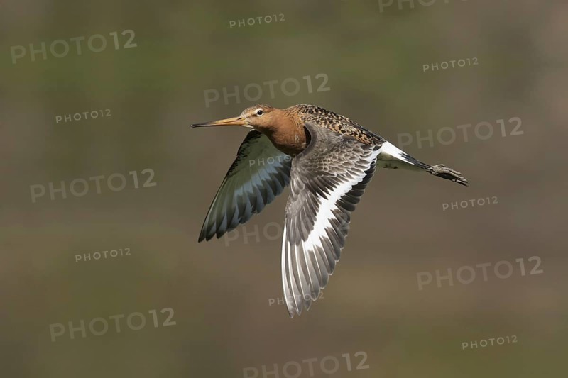 Black-tailed godwit