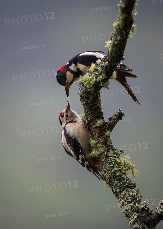 Great Spotted Woodpecker