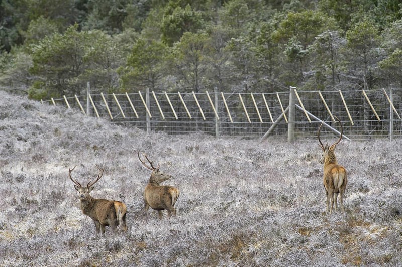 Red deer