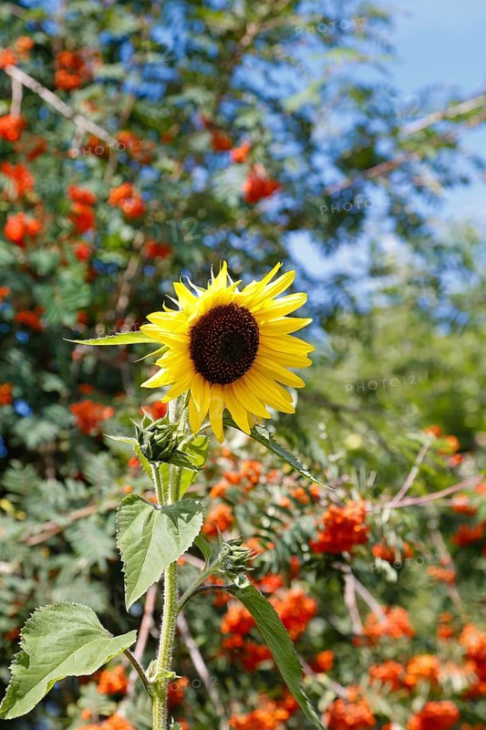 Sonnenblume