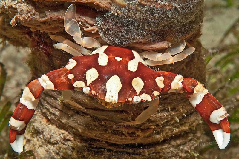 Harlequin swimming crab