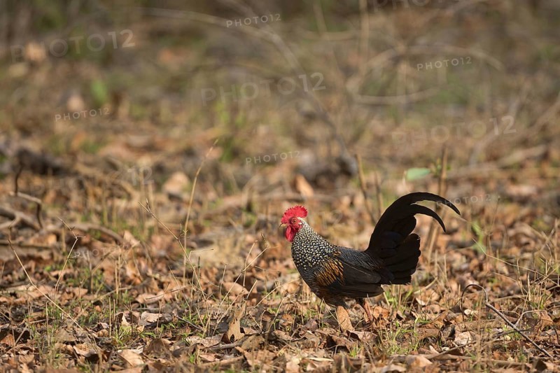 Grey grey junglefowl