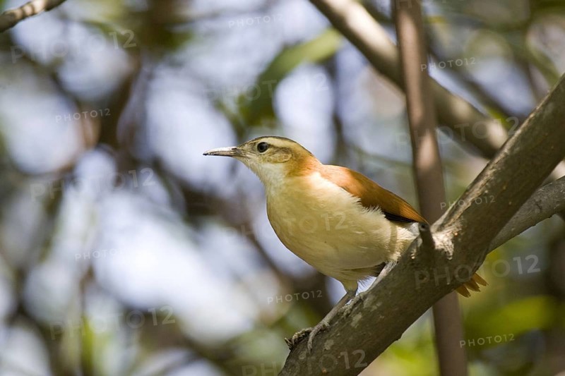 Furnarius cinnamomeus