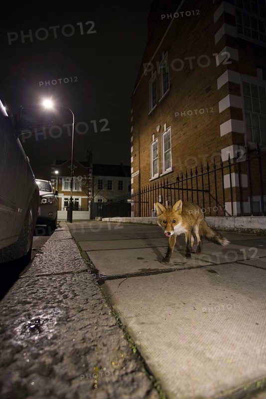 European Red Fox
