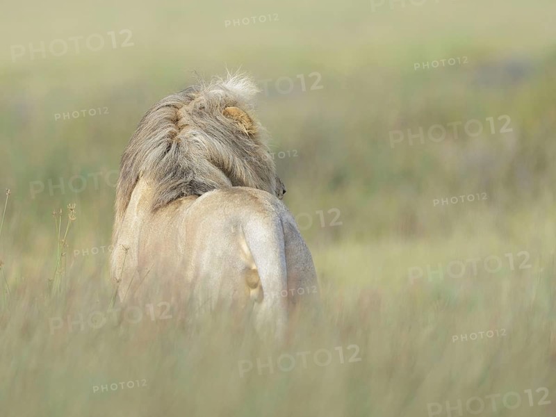 Masai Lion