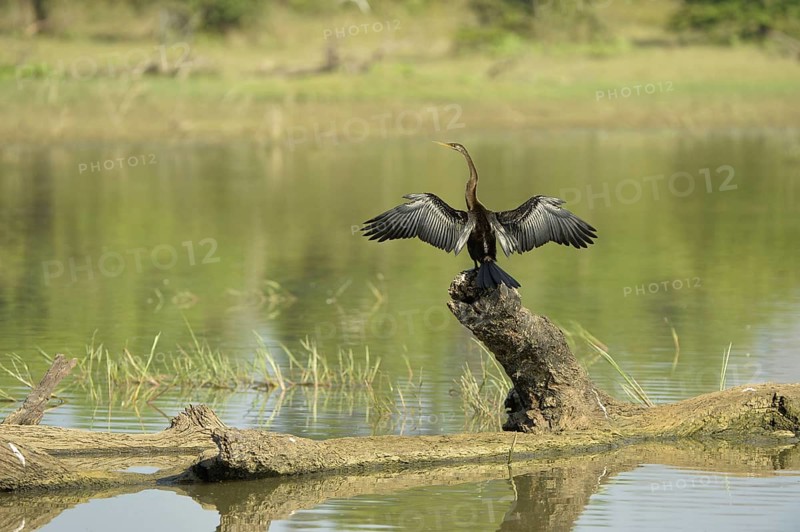 Melanogaster